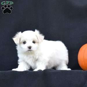 Kinsley, Maltese Puppy